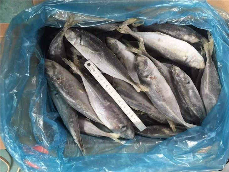 Atlantic horse mackerel