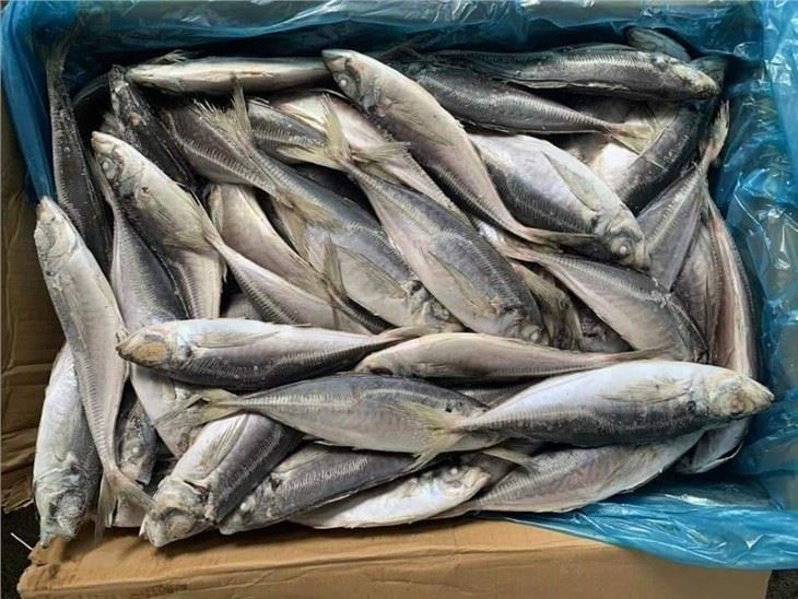 Atlantic horse mackerel