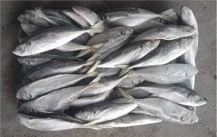 Atlantic horse mackerel