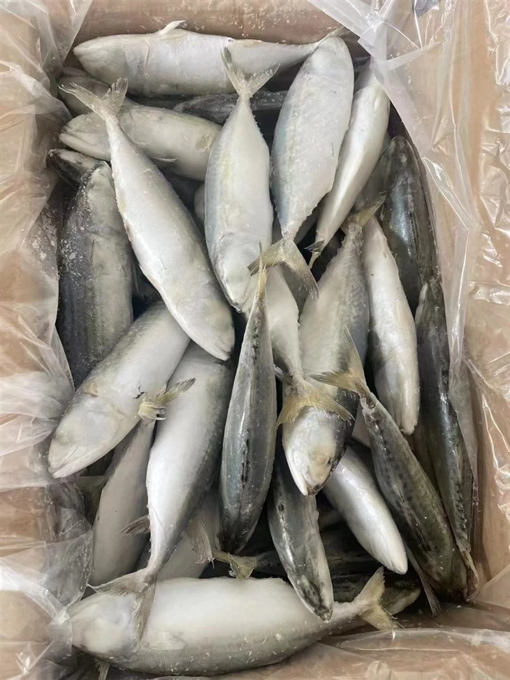 Frozen White Fish suppliers