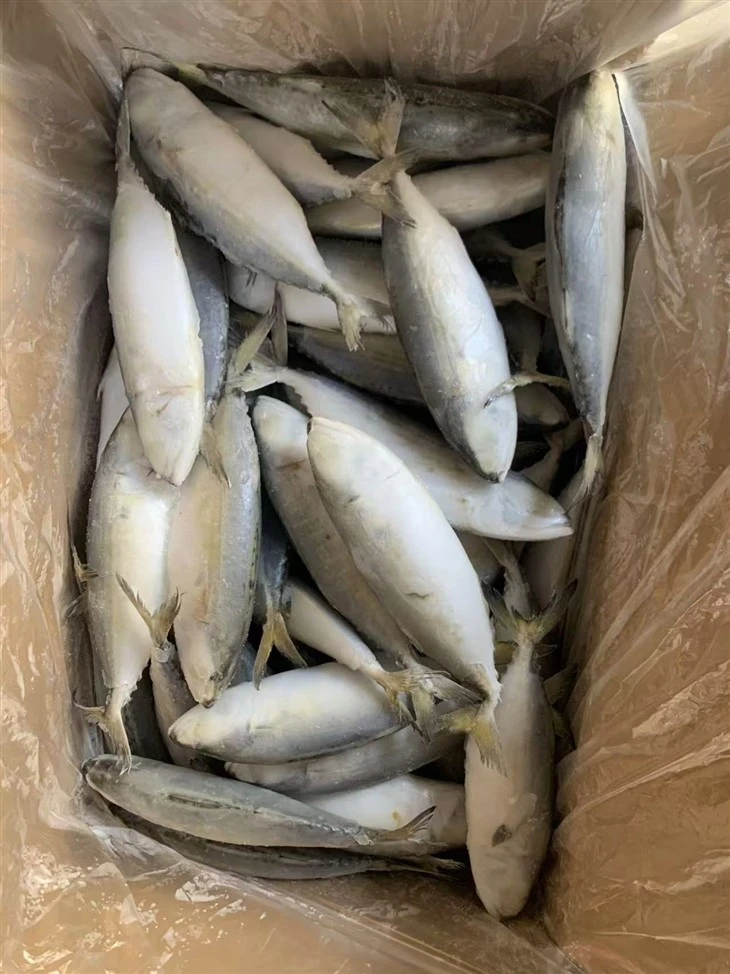 Frozen White Fish high quality