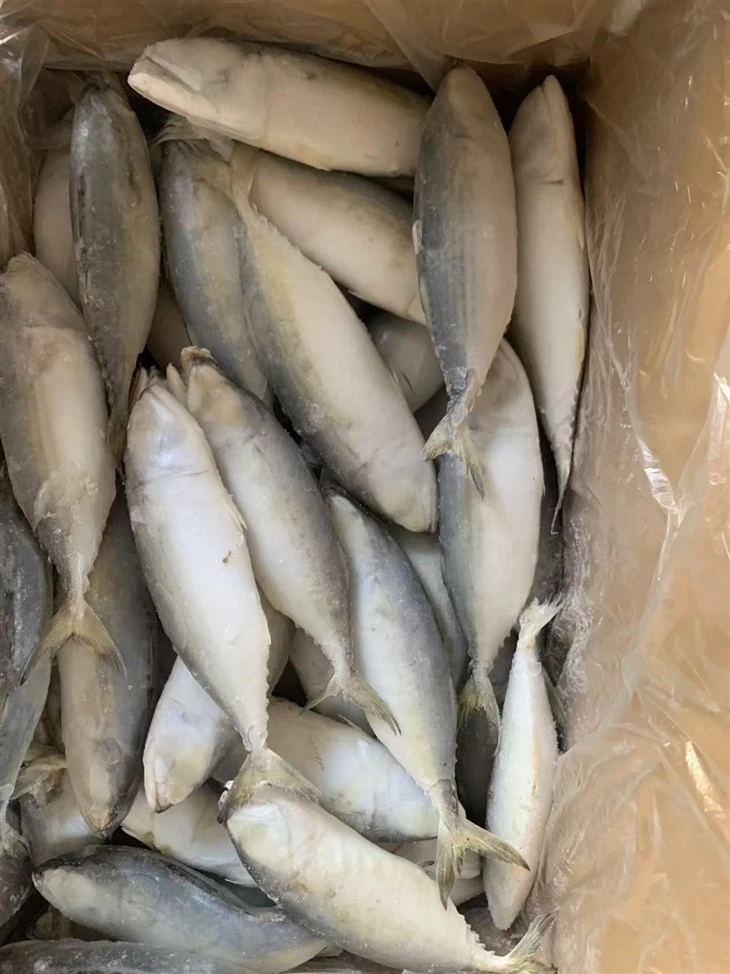 Frozen White Fish best