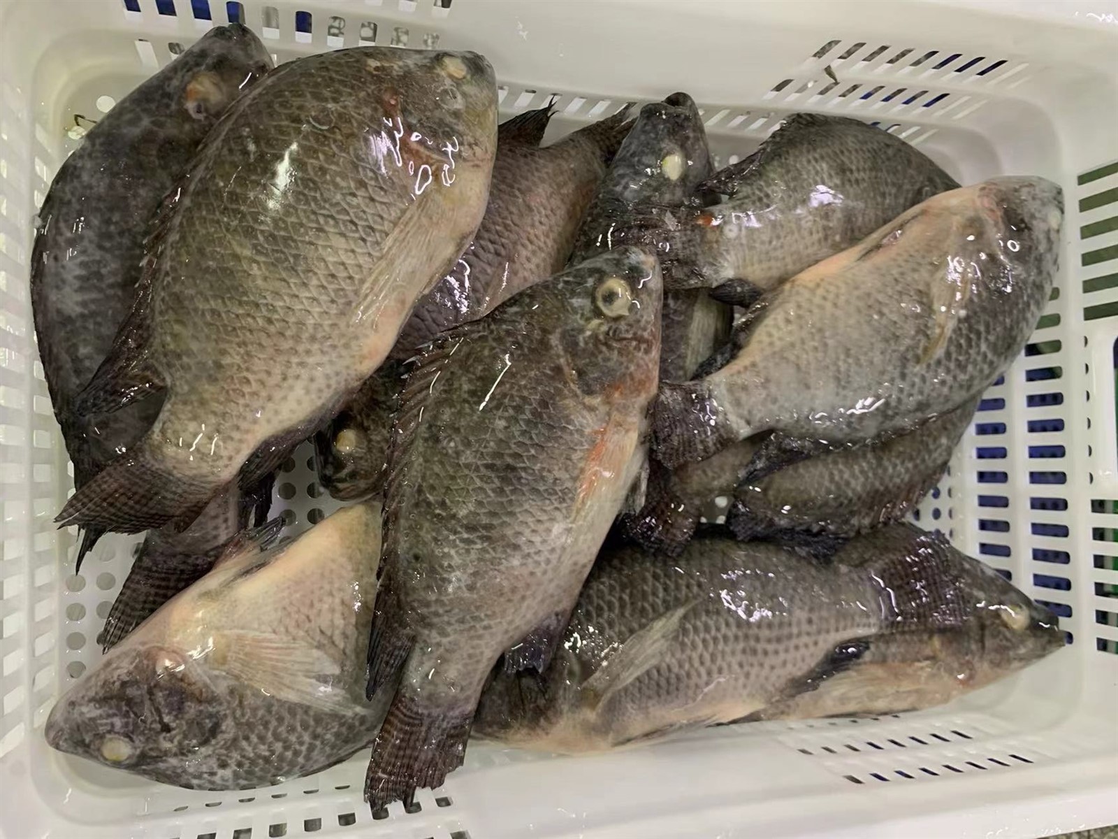 4017e3819c1bca5e52b211f69217879 4017e3819c1bca5e52b211f69217879